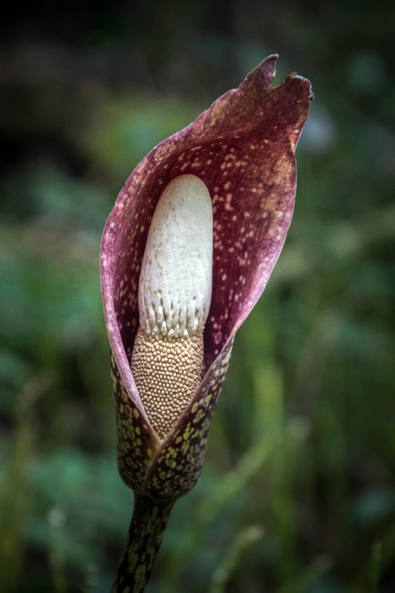 Суматра, Индонезия. Фото: моё.