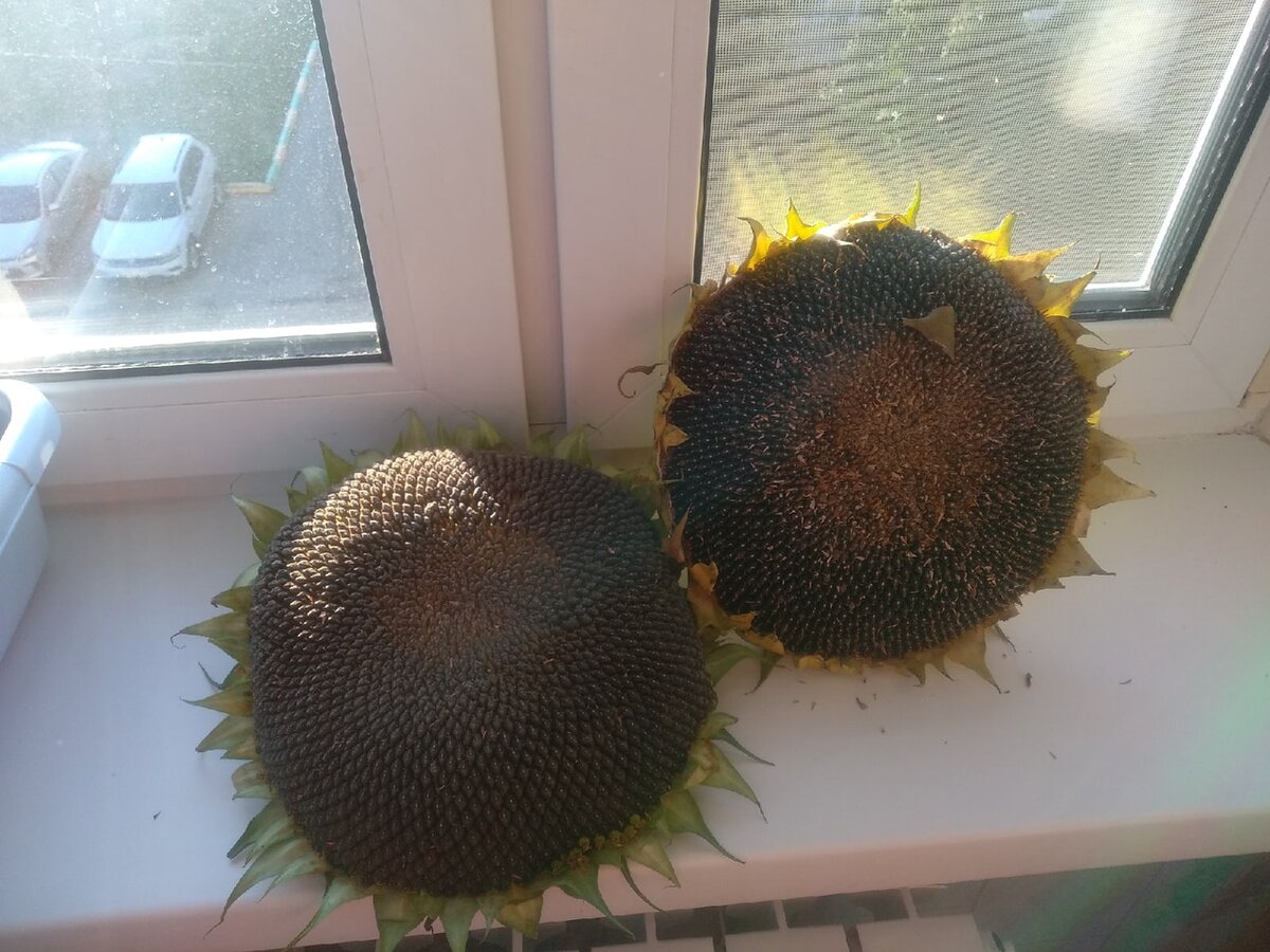 Две корзинки принесла из сада в квартиру