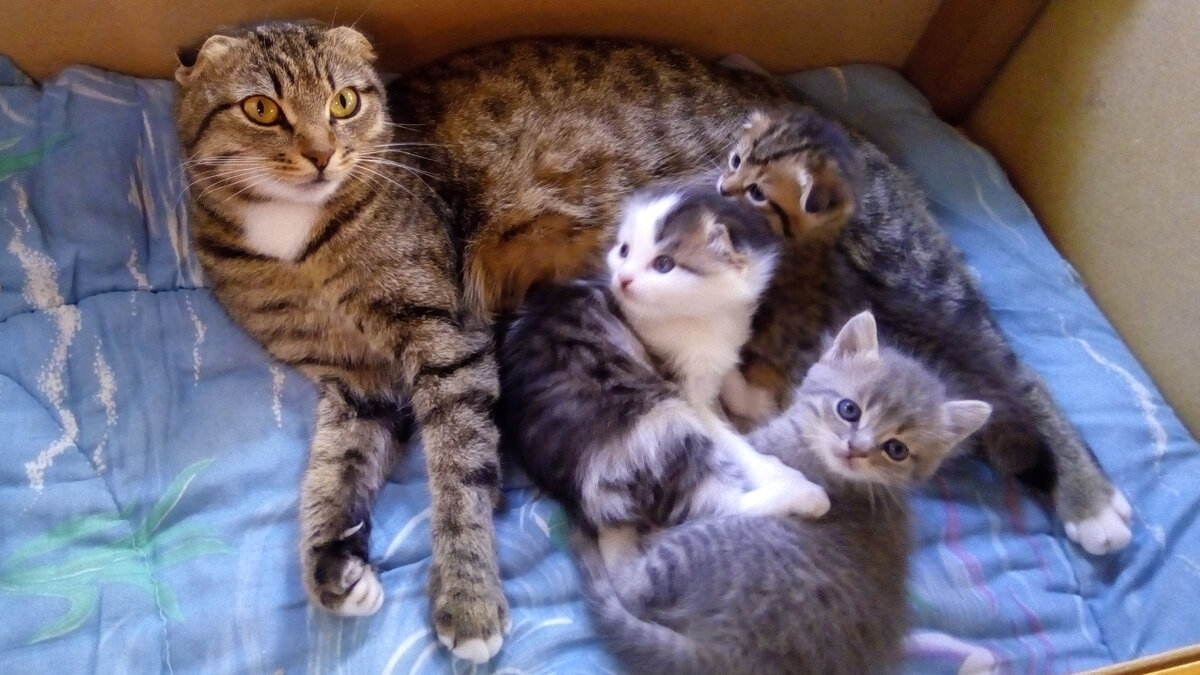 Мама Маня и её детки. 