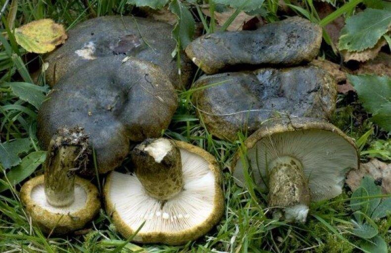 Растет на континентах в зонах умеренного климатического пояса Евразии и Северной Америки. В основном встречается в смешанных леса, преимущественно рядом с березами, так как образует микоризу именно с ними. Высота гриба до 11 см, диаметр ножки 1,5 – 3 см, диаметр шляпки – от 7 до 18 см. Шляпка плоская, в центре вдавленная, иногда немного воронковидная. Кожица от темно-оливкового до темно-бурого цвета. Центр шляпки, обычно, темнее, чем края. Мякоть плотная и ломкая. При изломе обильно выделяется млечный сок едкого вкуса. Нижняя часть шляпки состоит из частых и тонких пластинок. Условно-съедобный гриб. Популярный способ приготовления: засолка. После засолки приобретает фиолетово-бордовый цвет. Перед солением требует длительного вымачивания в холодной воде для удаления горечи. Популярен рецепт запекания в духовке с перловкой.