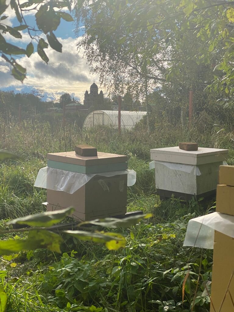 Вместо морей деть будет проводить время на пасеке, вот так вот.