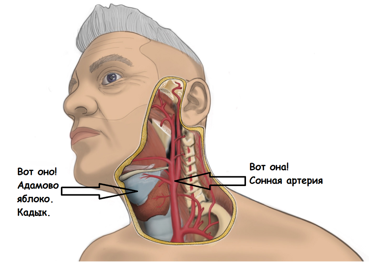 Картинки сонных артерий