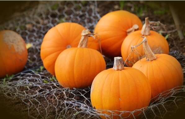 Еще этот осенний плод богат антиоксидантами, которые помогают защитить клетки волос, ногтей и кожи от повреждения свободными радикалами