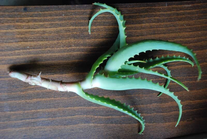 Главное. чтобы веточка не была совсем молодой. Лучше использовать нижние листочки.