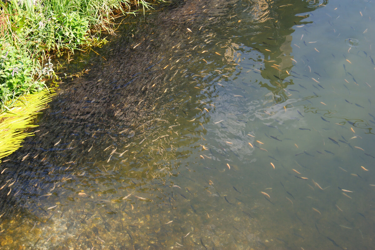 малек форели