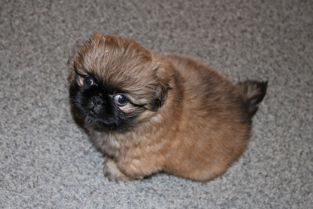 И пусть порода декоративная, её интеллекту могут позавидовать многие крупные собаки.