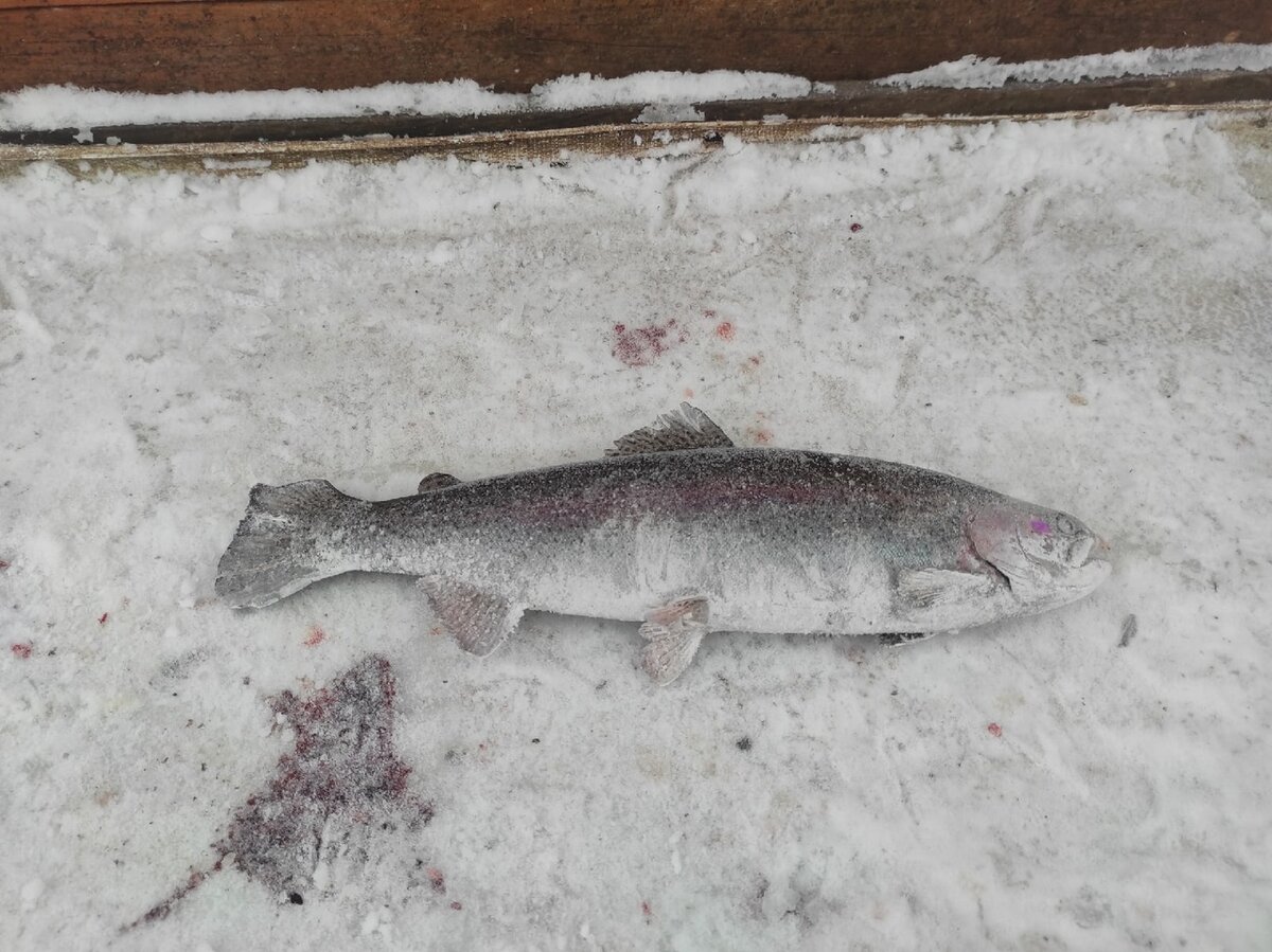 Фото с сайта: https://fishing-report.ru