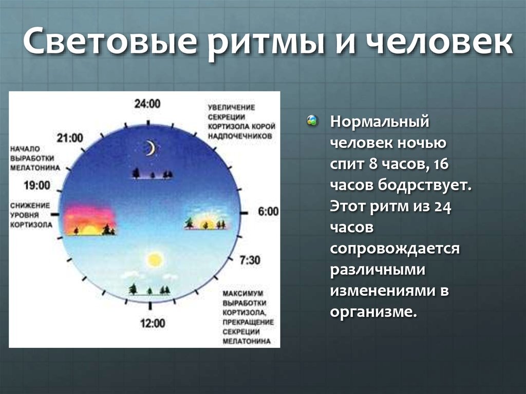 Презентация биологические ритмы в жизни человека