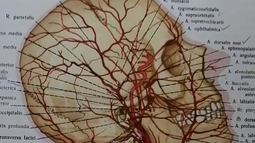 Бифуркация артерии это. Бифуркация общей сонной артерии. Arteria Carotis communis. Строение артерии