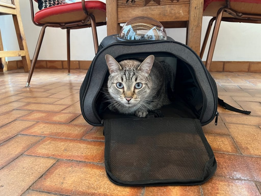 Рюкзак Толстый кот - новый любимый способ путешествовать с кошкой |  КотоВедение | Дзен