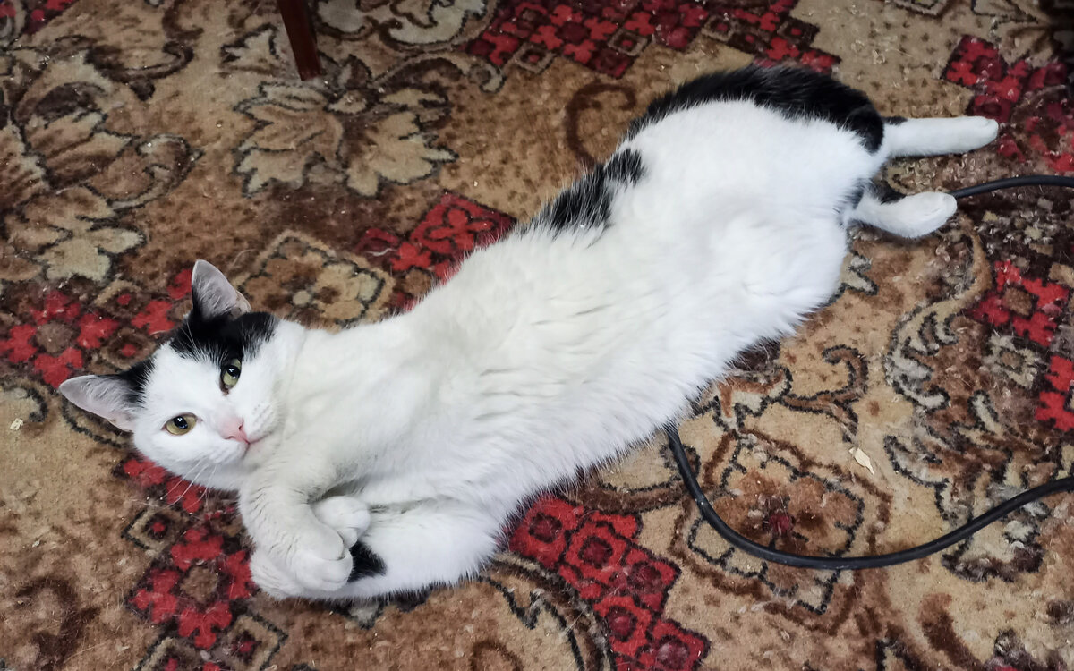 Синги: "А я такая... загораю!"