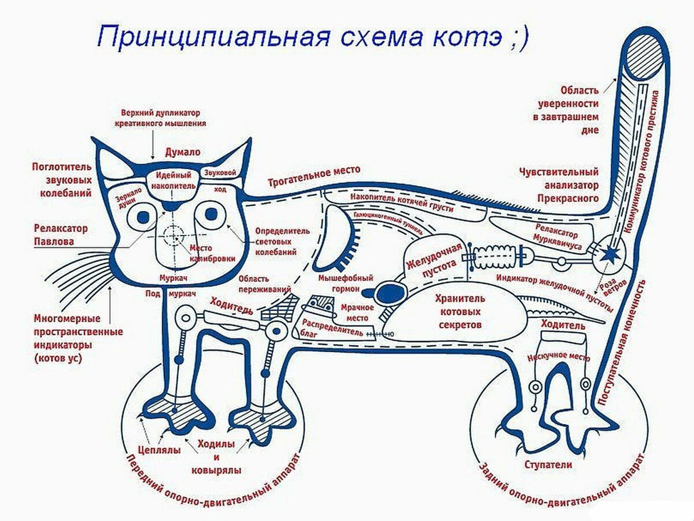 Схема. Принципиальная схема котэ. Устройство кота. Строение тела кота.