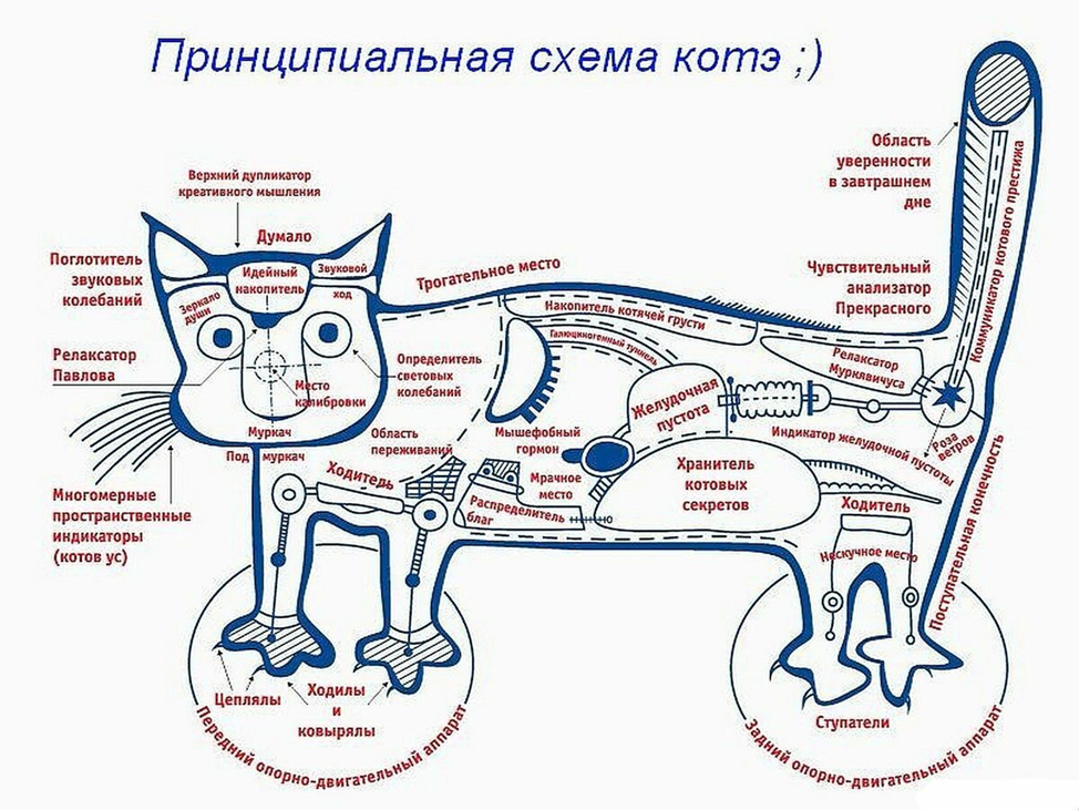 Котик здесь не просто