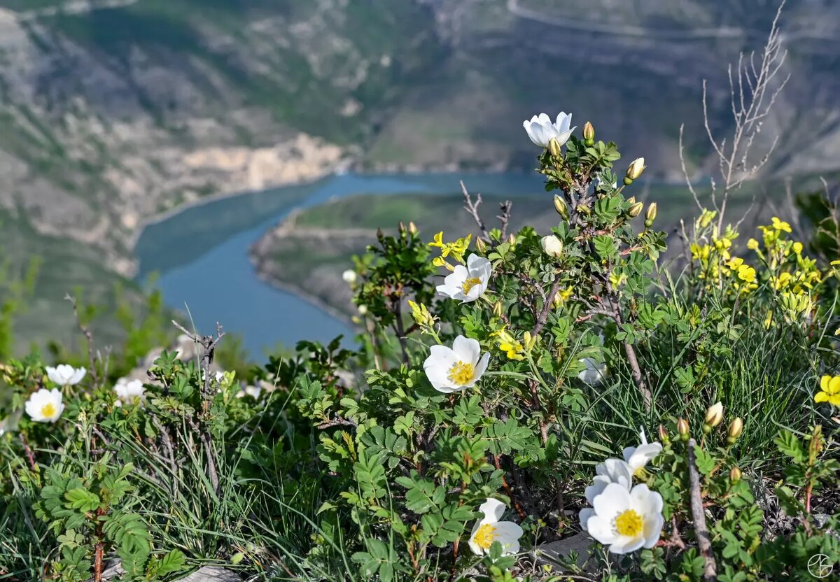 Шиповник колючейший