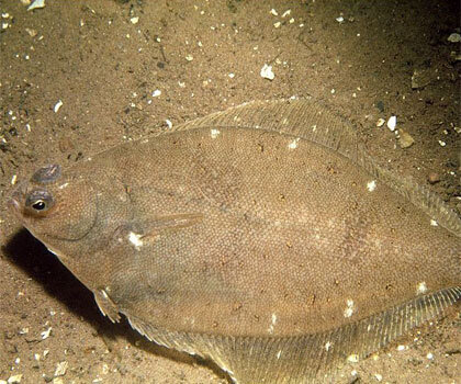    ,     -            . ,     -     : .-2