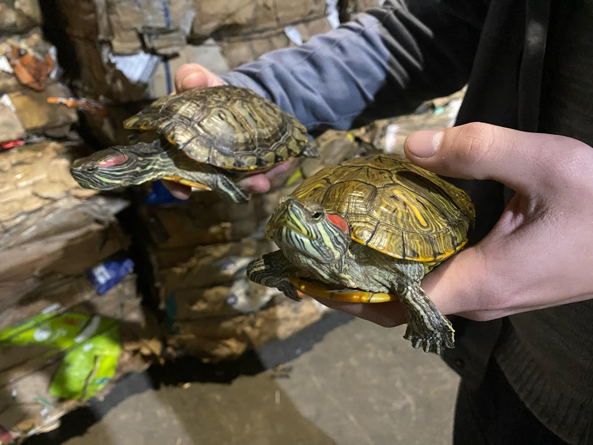 Поймал черепаху на удочку. Ловля на черепашку. Красноухая болотная черепаха. Водные черепахи. Черепашка ловят рыбаки.