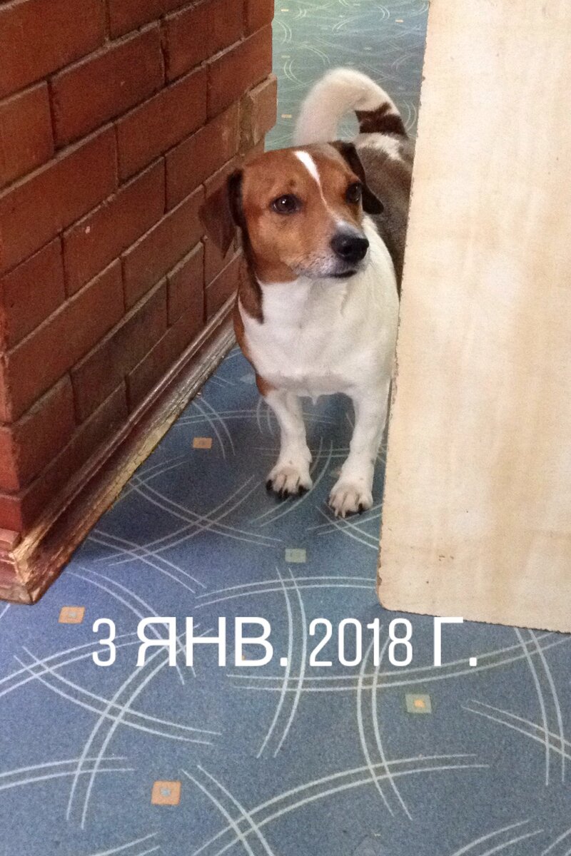 Это наш первый пёс ИМАС-ЭШЛИ-УРМАН. Ездили за ним в Петербург. У него очень заслуженная родословная.  Фото автора