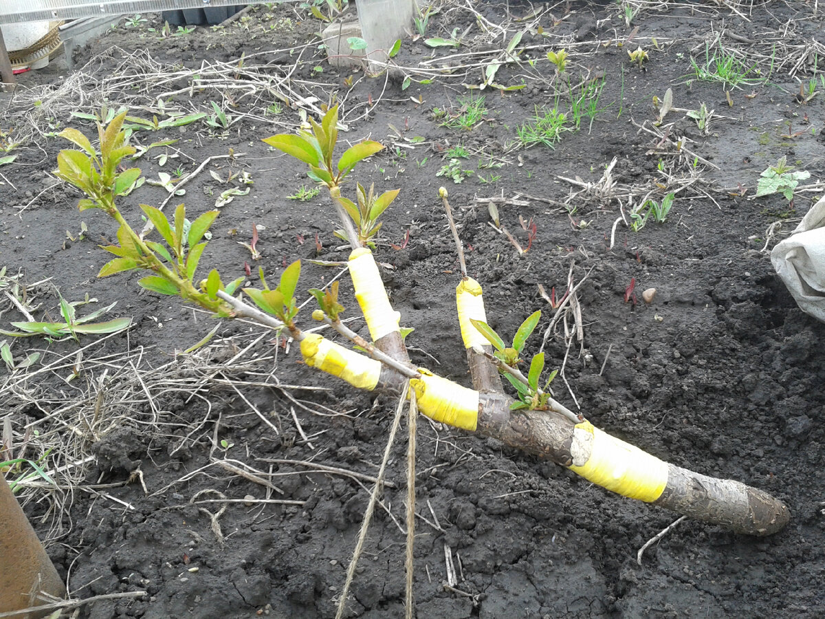 Фото 1. Прививки (копулировки) вишни, сделанные в августе прошлого года. Фото от 17 мая этого года.