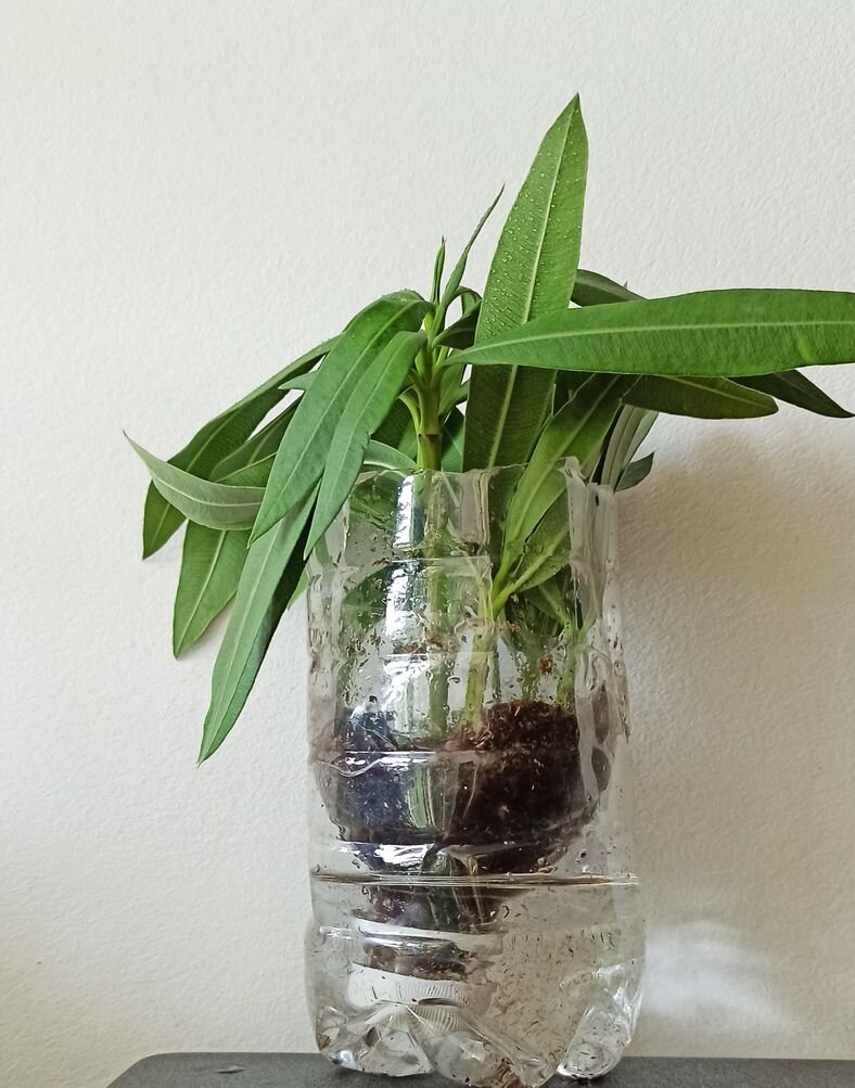 Белый олеандр.