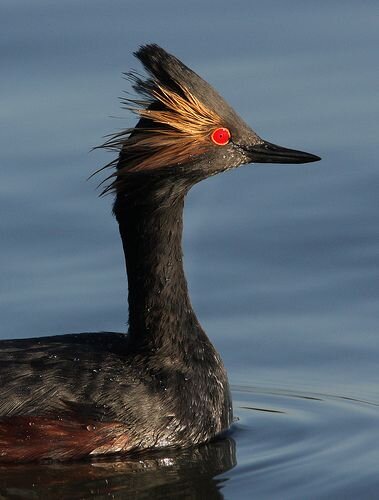 Черношейная поганка плывя, держит шею вертикально