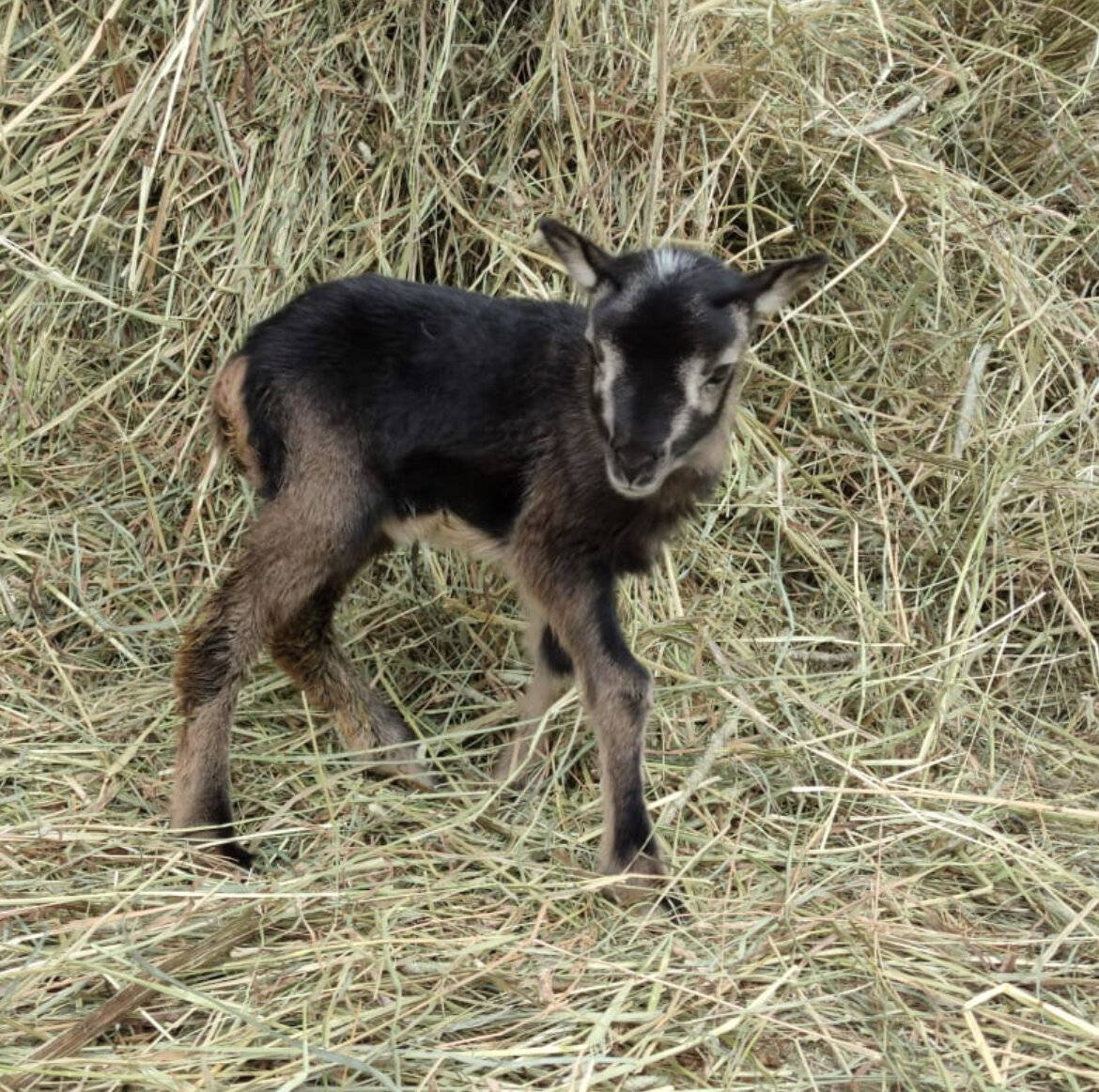 На фото: ягненок