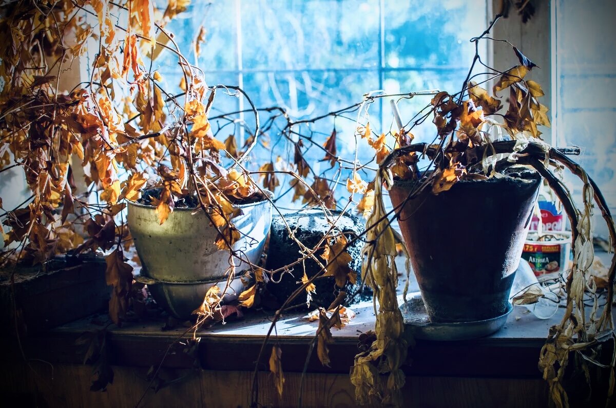 Яндекс Картинки