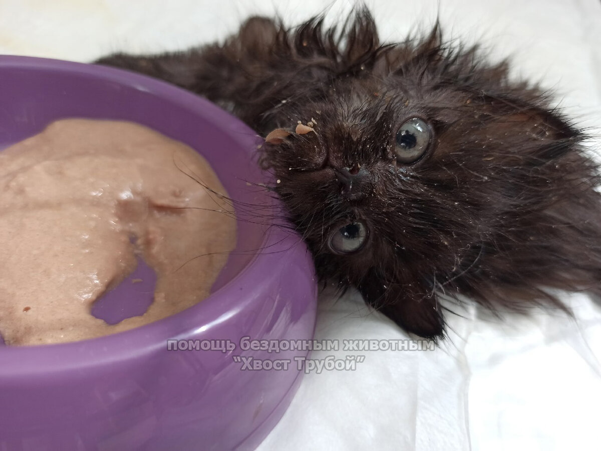 В таком положении Чуча проводила большую часть времени из-за нарушенной координации, но кушала с большим аппетитом.