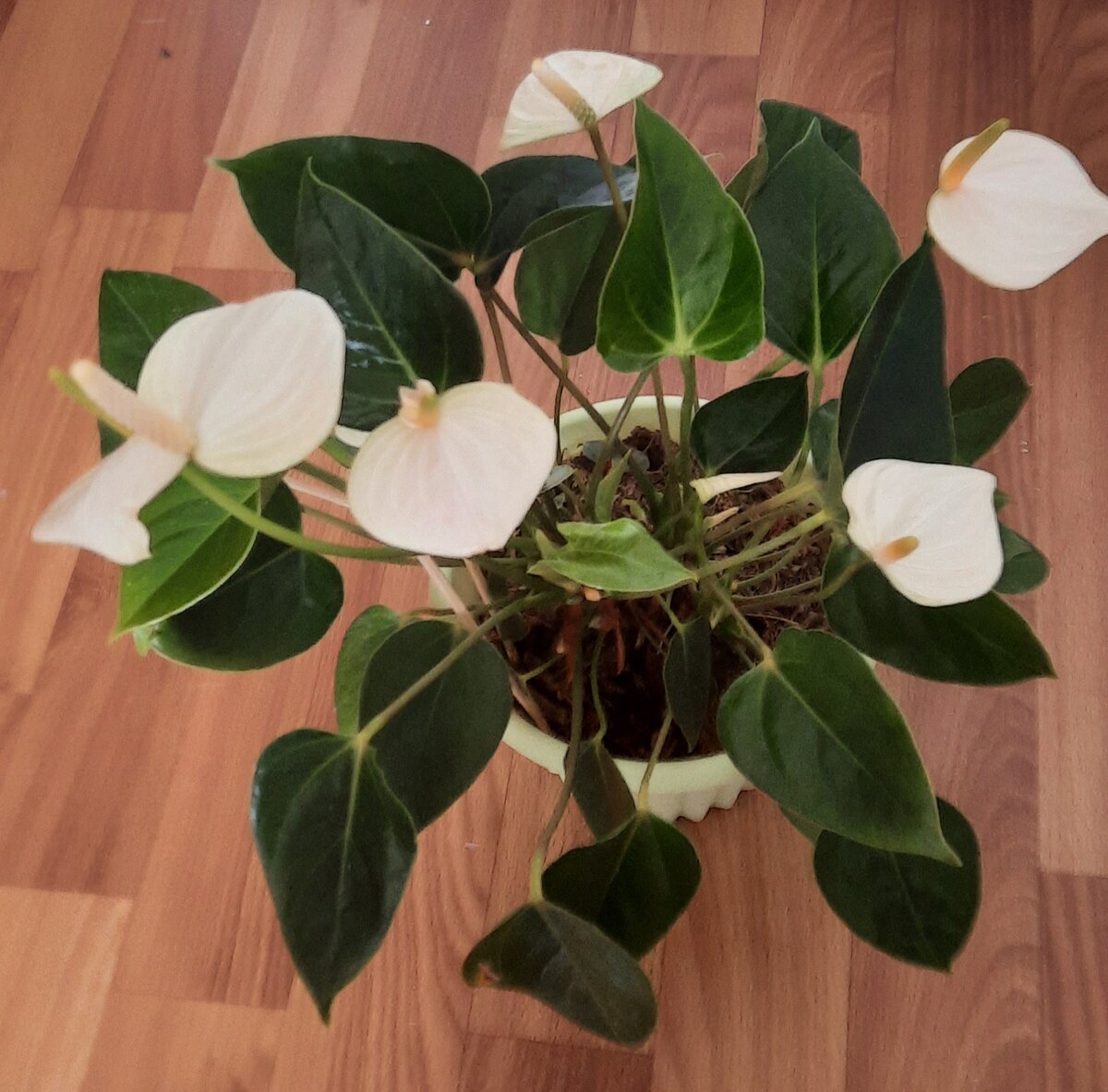 Вот мой красавец.