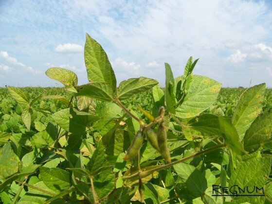    Соя Светлана Шаповалова