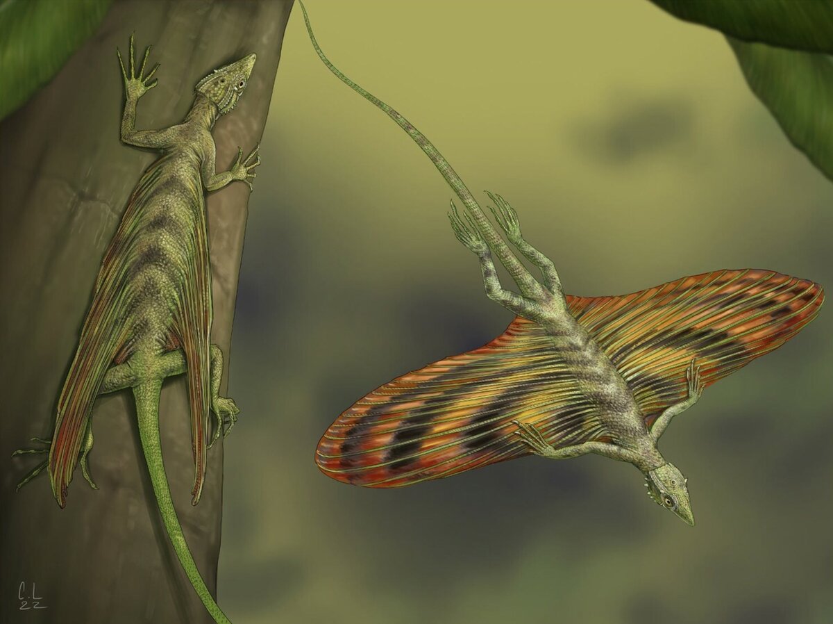 Реконструкция жизни Coelurosauravus elivensis: особи цепляются за ствол Glossopteris (листья Glossopteris связаны с Coelurosauravus elivensis в комплексе окаменелостей) и планируют, хватаясь за его крыло; цвета основаны на существующих чешуйчатых матах агамида дракона и хамелеонов. 