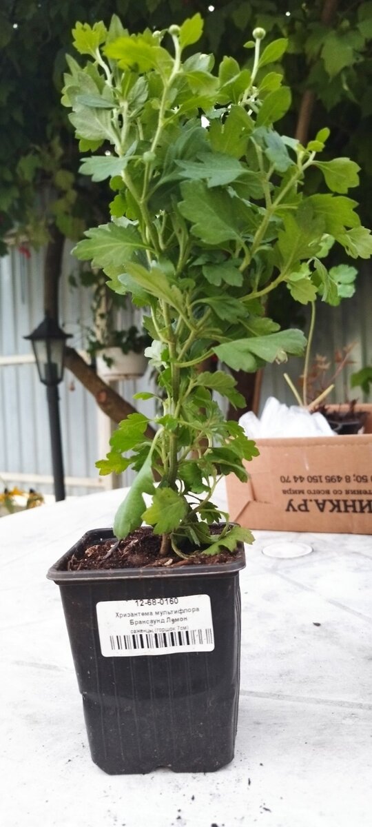 Вот здесь нечетко, Это Хризантема мультифлора Брансаунд Лемон, с бутончиками, но без молоденьких побегов.