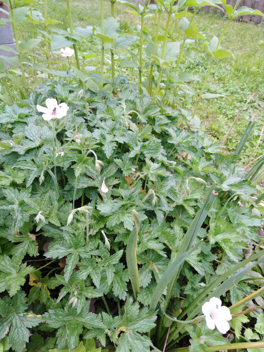 Цветы меняют оттенок: со светлого- на более темный