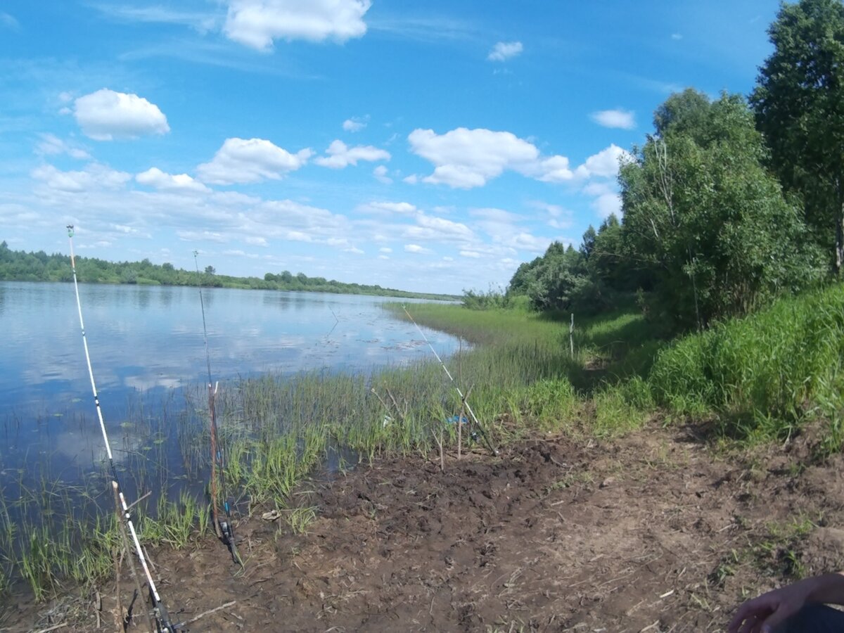 Данная фотография сделана на реке Молога. Пестовский район. Новгородская область.
