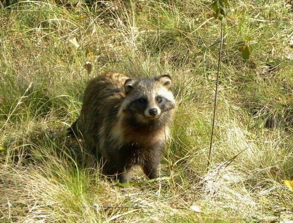 в дикой природе. фото с сайта https://wildlife.by/