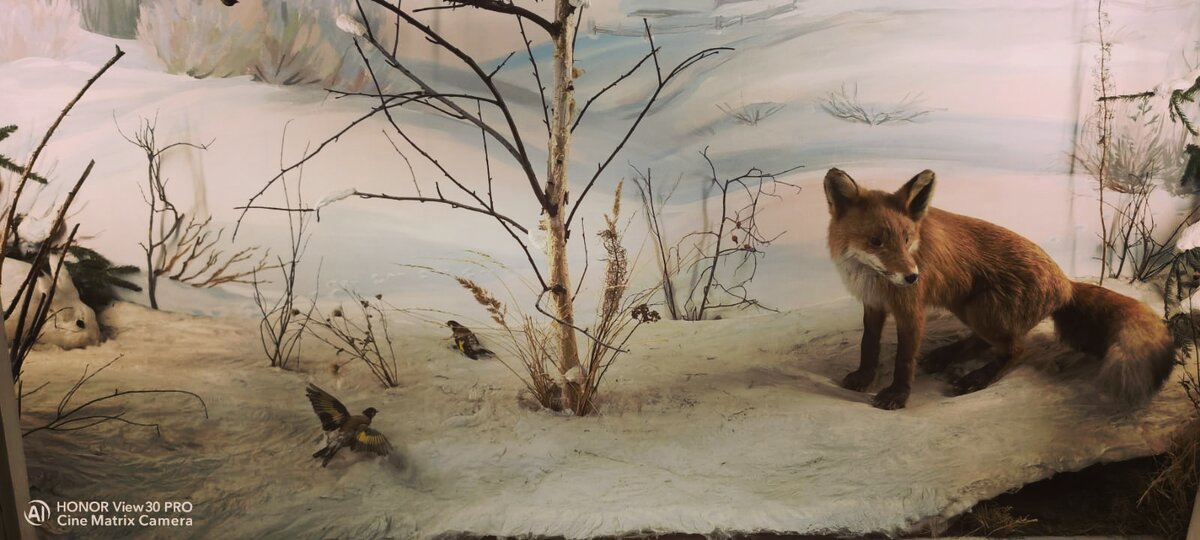 Рыжая лисичка-сестричка.