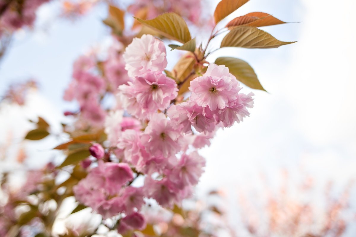 Сакура / Фото сада «Шесть чувств»