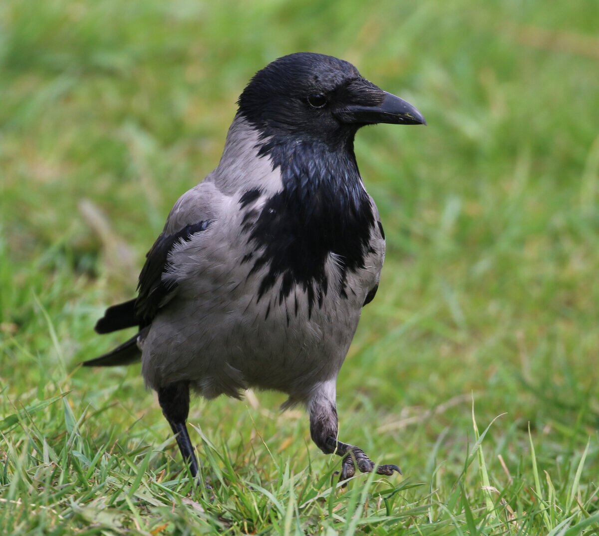 Corvus cornix