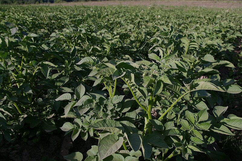 Картофельная борозда