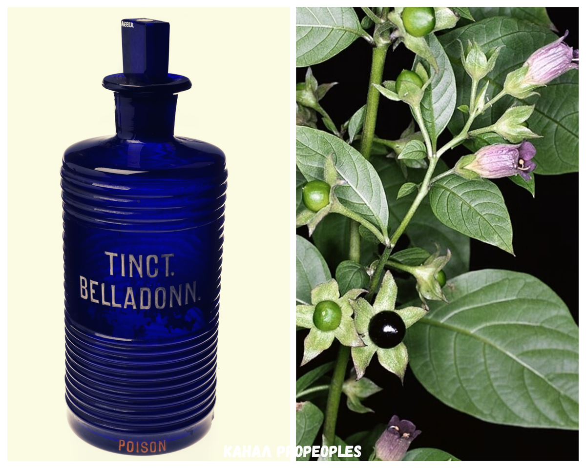 Капли из беладонны / Ядовитое растение беладонна "красавка". Коллаж автора.