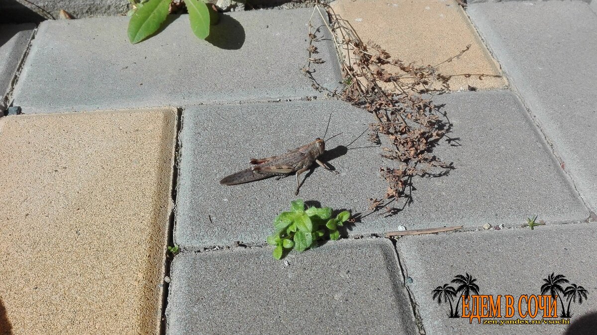 Кузнечик в Сочи.