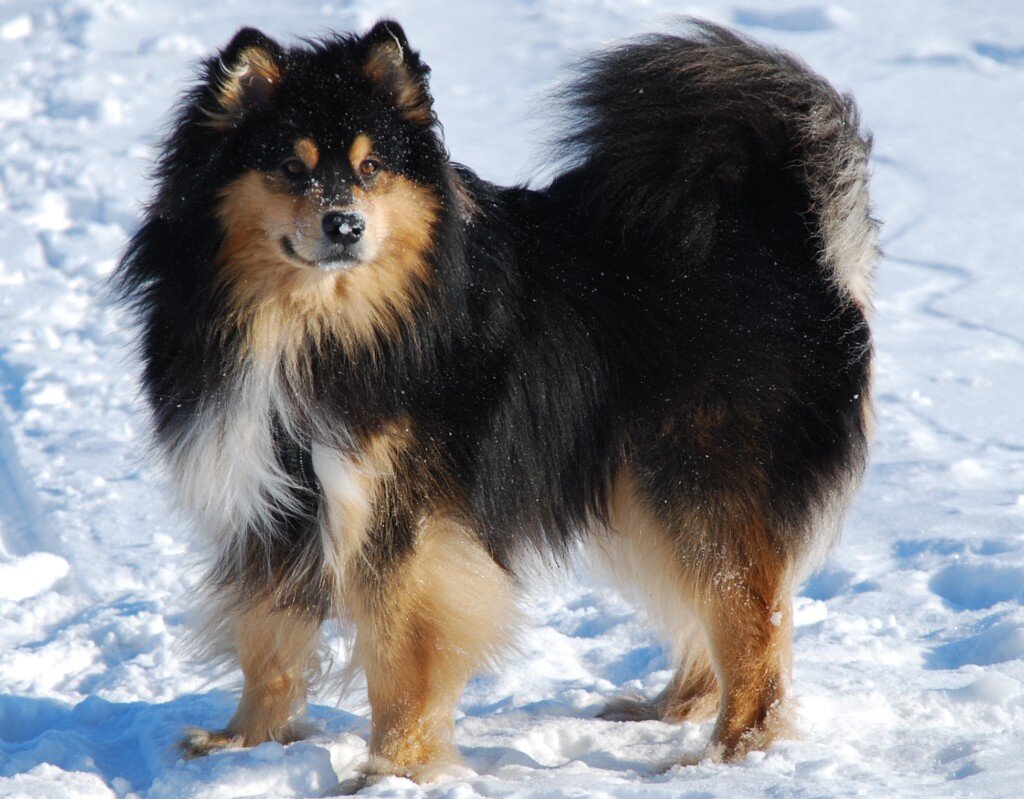 Ненецкая лайка.