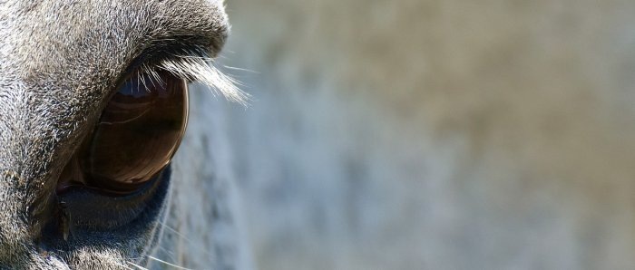 Фото: Pixabay, о состоянии выживших подопечных фермы пока ничего неизвестно