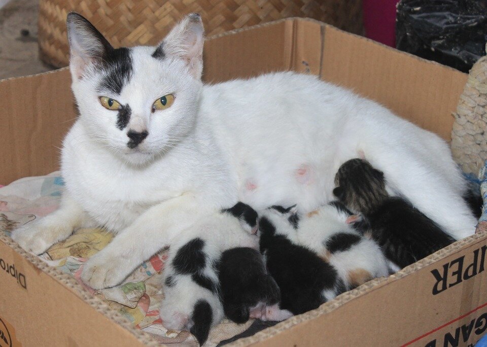  https://cdn.pixabay.com/photo/2015/08/10/03/07/cats-882400_960_720.jpg 