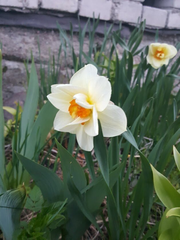 Мои дачные нарциссы.
