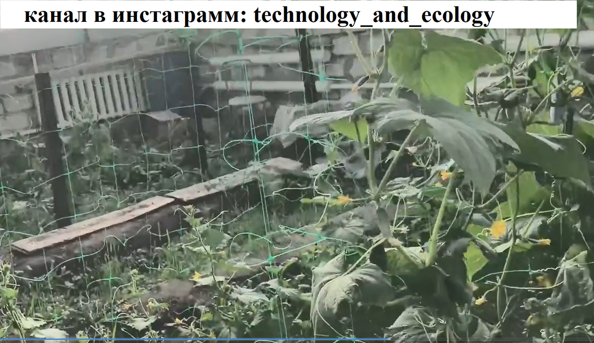 сеточная шпалера для огурцов