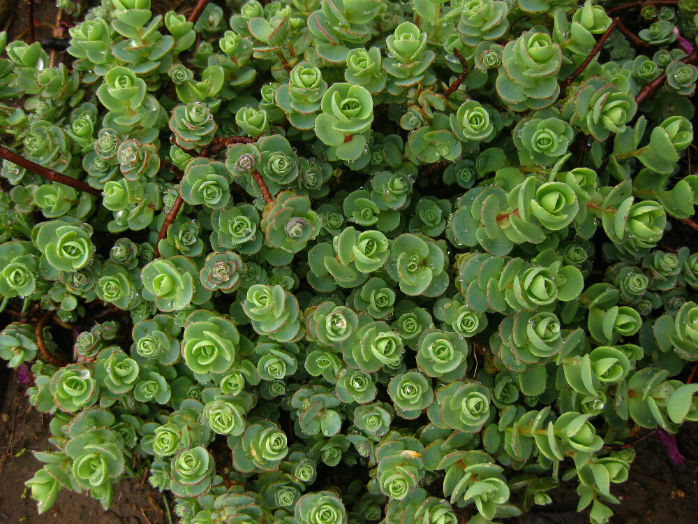 Очиток Эверса