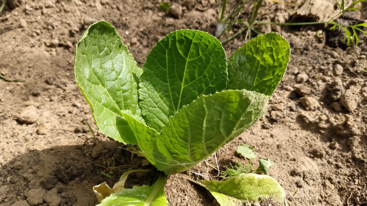 Обязательно помогаю листикам закручиваться в качан,  тоненькой ниточкой слегка подвязываю.