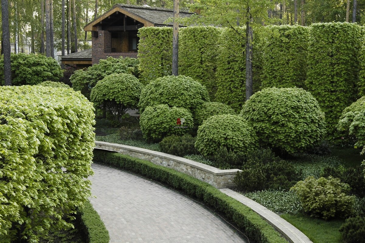 Живая изгородь на участке