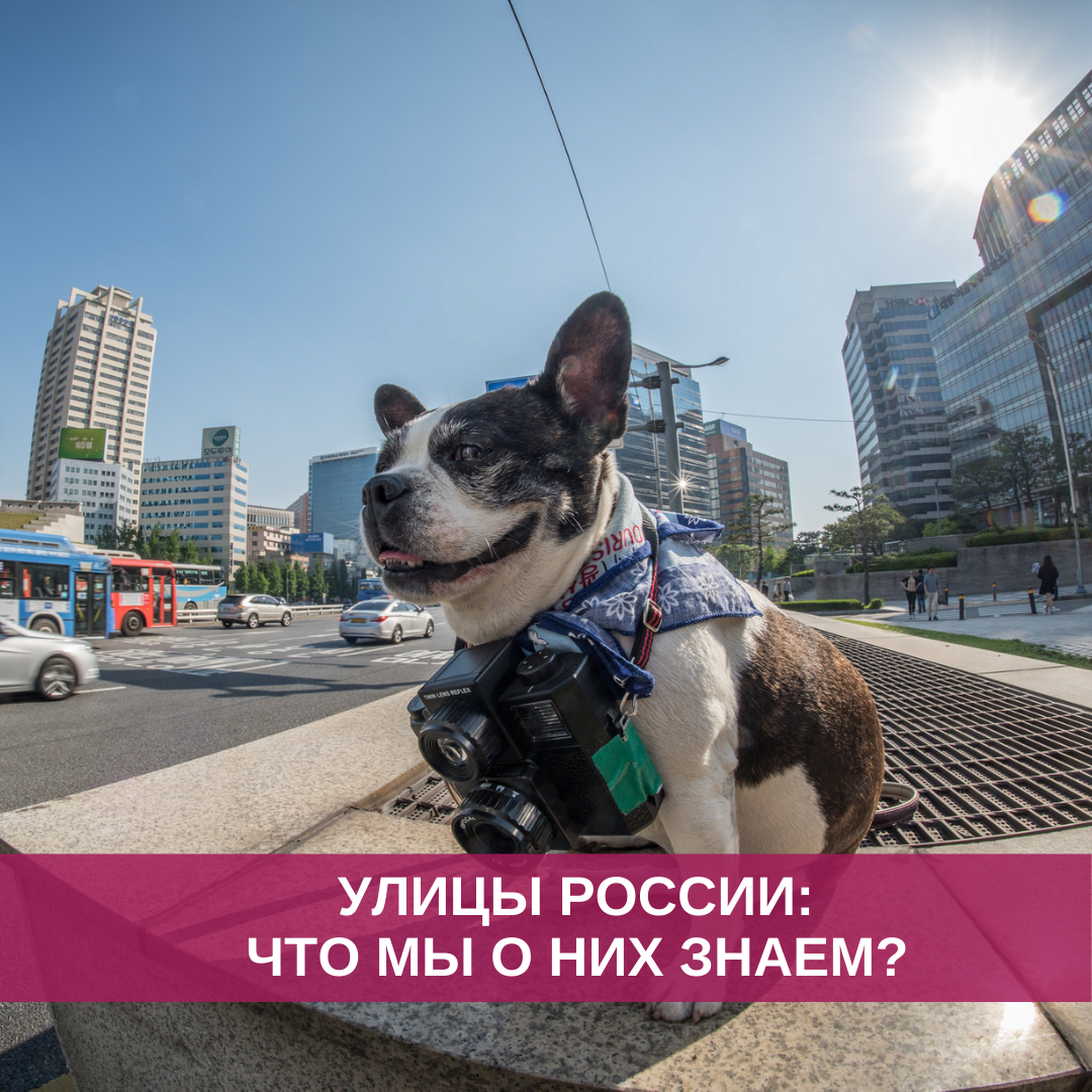 Любителям кошек самое время возмутиться: ул. Собачья - единственная, но существует. А, вот, Кошачьей ул. нет вовсе! Непорядок :)