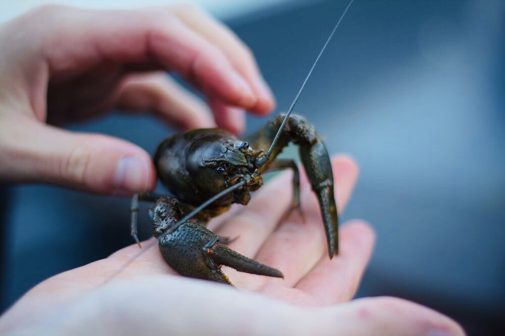 Автор: Алена Богомолова https://unsplash.com/photos/1LKoVbl-lAo